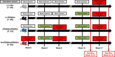 Praziquantel Treatment of Schistosoma mansoni Infected Mice Renders Them Less Susceptible to Reinfection